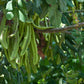 CAROB TREE --Ceratonia siliqua--