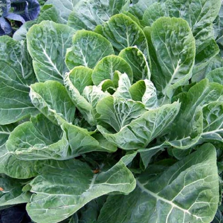 Large Collards COLLARDS 'Champion' - Plant Delivery Round Rock – Lone Star Nursery