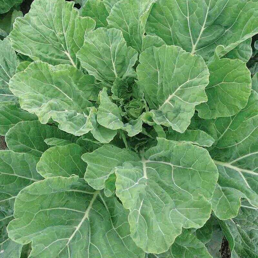 COLLARDS 'Creole'