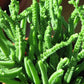 Crassula muscosa 'Worms' --Watch Chain Plant--