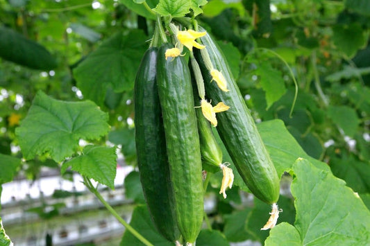 CUCUMBER 'Muncher'