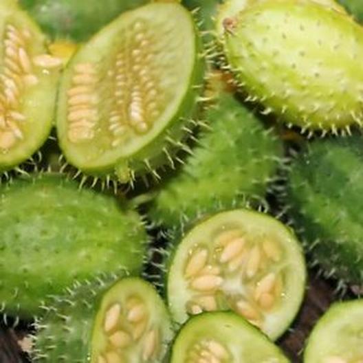 CUCUMBER 'Bush Hog'