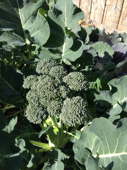 BROCCOLI 'Calabrese Sprouting'