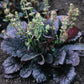 Salvia lyrata 'Purple Knockout' --Lyre-leaf Sage--