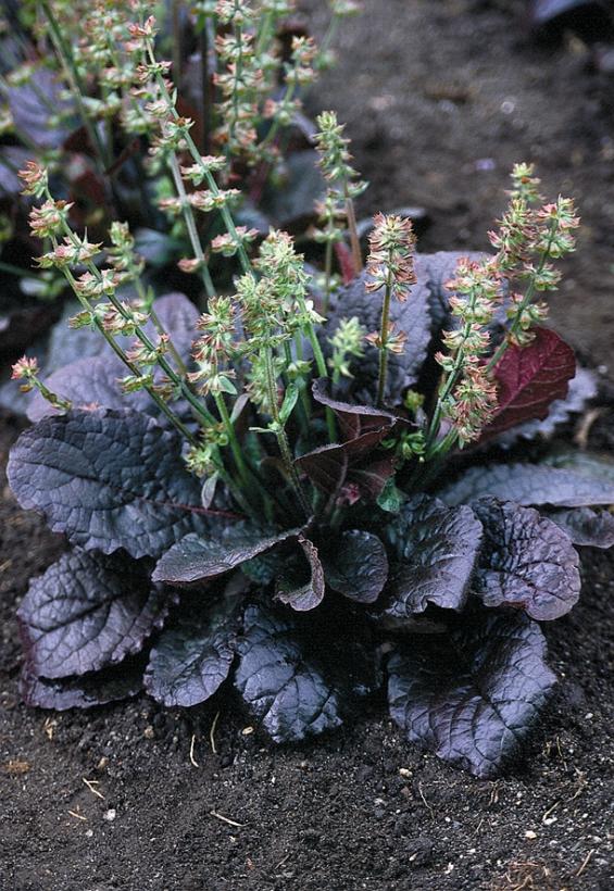 Salvia lyrata 'Purple Knockout' --Lyre-leaf Sage--