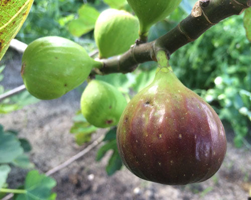FIG 'Texas Ever-Bearing' --Ficus carica--