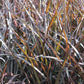 Pennisetum x --Night Dark Napier Grass--