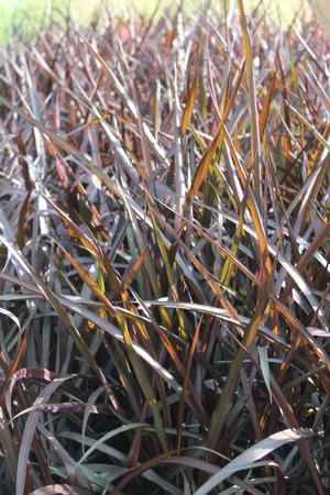 Pennisetum x --Night Dark Napier Grass--