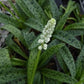 Ledebouria botryoides --Giant Squill--