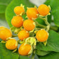 TAMARILLO 'Dwarf' --Cyphomandra abutiloides--