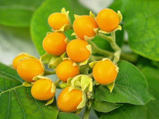 TAMARILLO 'Dwarf' --Cyphomandra abutiloides-- - Nursery Austin – Lone ...
