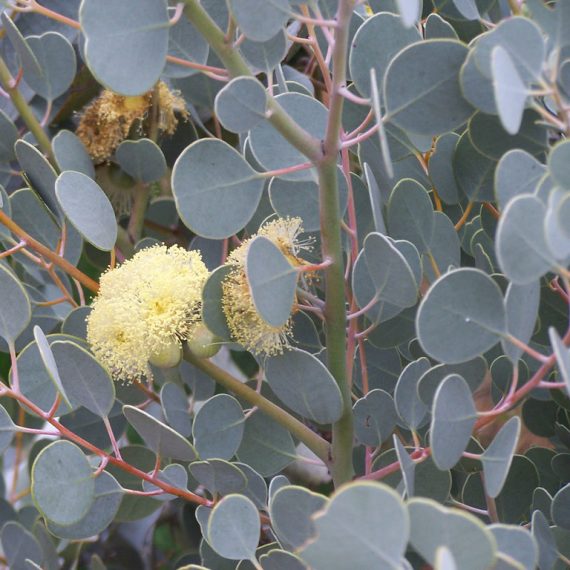EUCALYPTUS 'Round-Leaved' --Eucalyptus orbifolia--