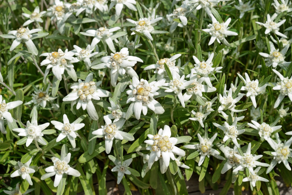 EDELWEISS --Leontopodium nivale--