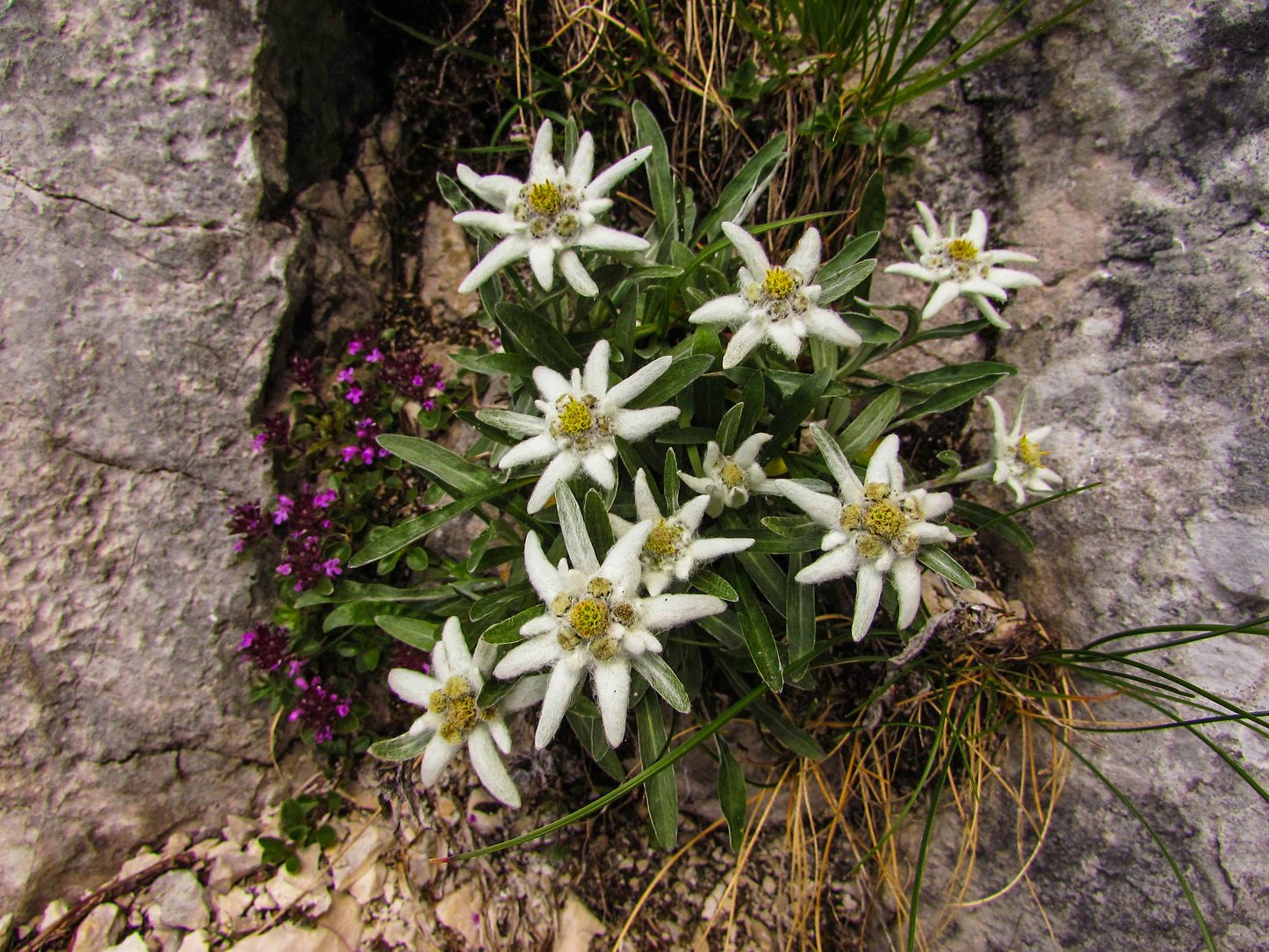 EDELWEISS --Leontopodium nivale--