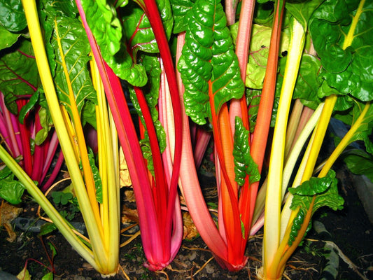 CHARD 'Electric Neon'