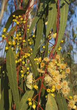 EUCALYPTUS 'Red' --Eucalyptus camaldulensis--