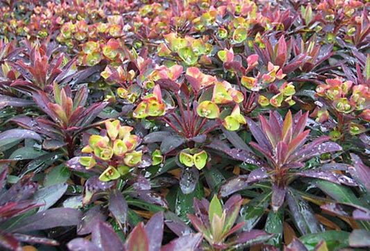 Euphorbia x --Fourth of July Spurge--
