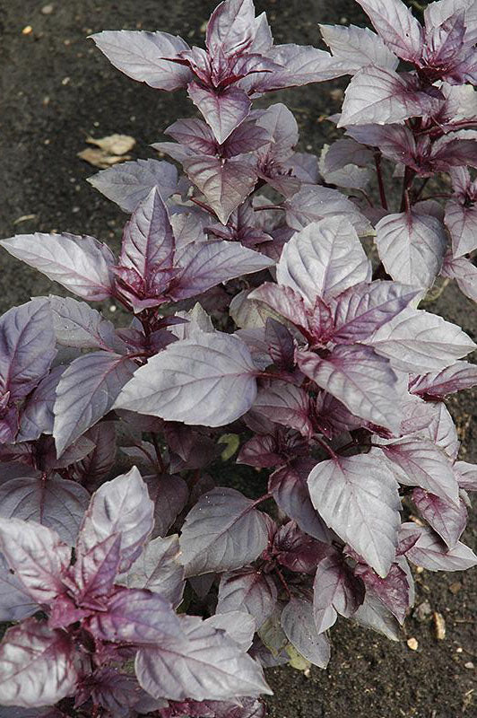 BASIL 'Dark Opal' --Ocimum basilicum--