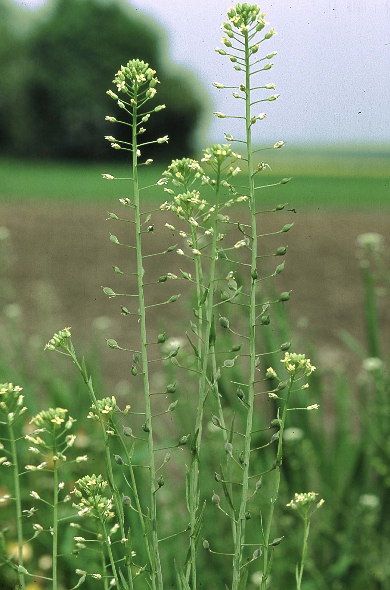 FALSE FLAX --Camelina sativa 'Suneson'--