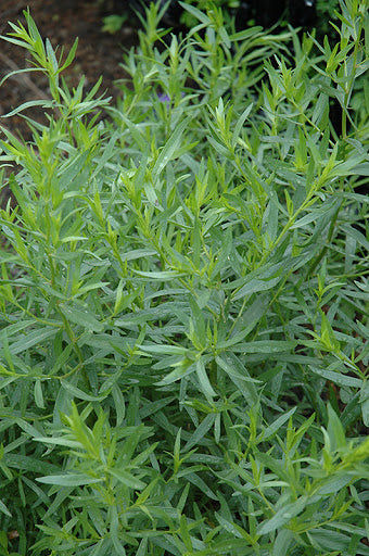 TARRAGON 'French' --Artemisia dracunculus 'Sativa'--