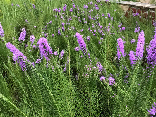 Liatris punctata var. mucronata --Texas Gayfeather--