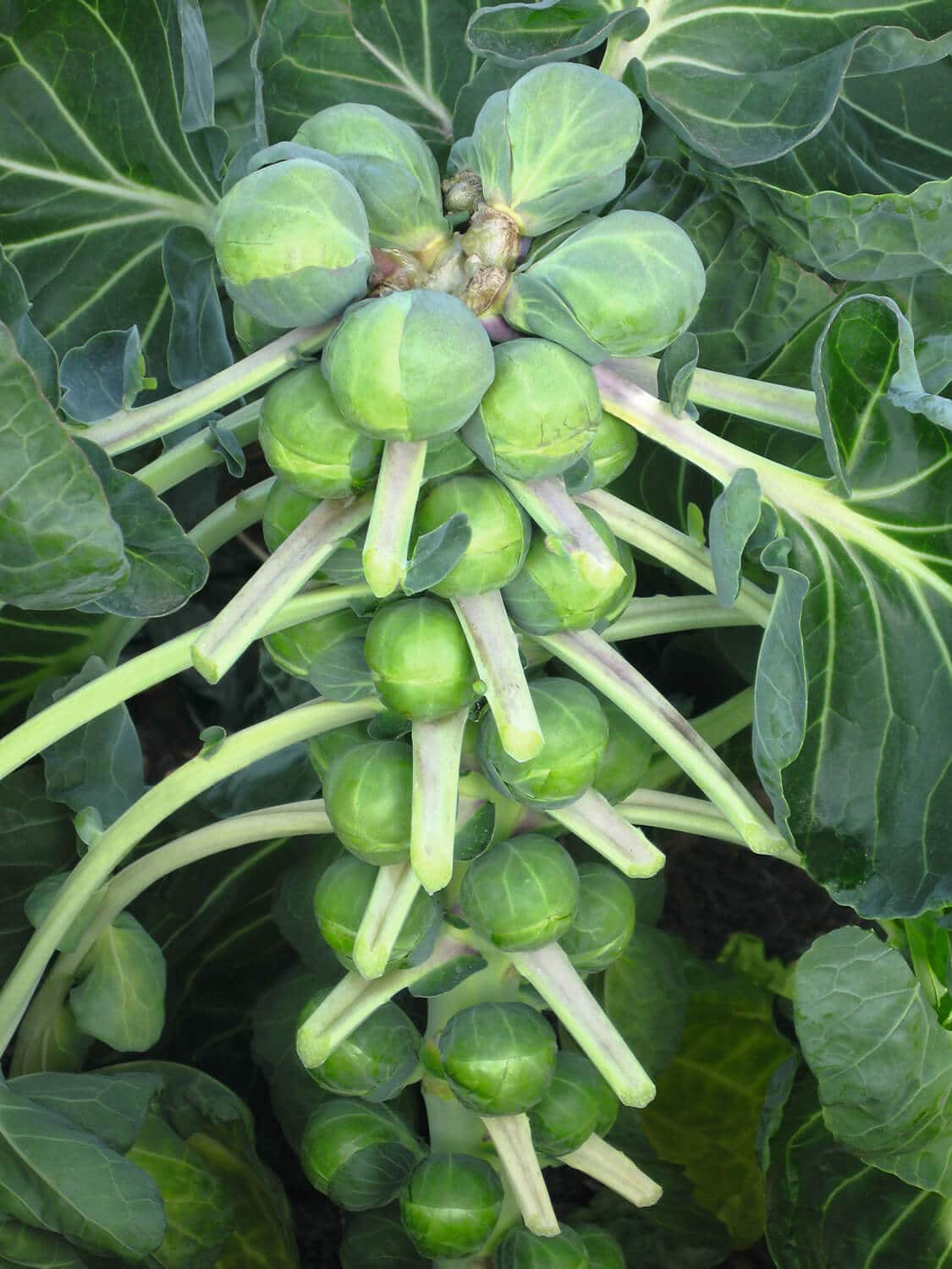 BRUSSELS SPROUT 'Divino'
