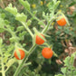 TOMATO 'Galapagos' --Solanum galapagense--