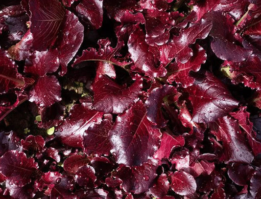 LETTUCE 'Garnet Rose'