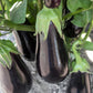 EGGPLANT 'Gaudi'