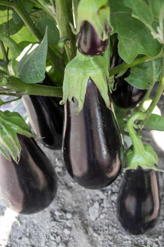EGGPLANT 'Gaudi'