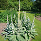 MULLEIN 'Great' --Verbascum thapsus--