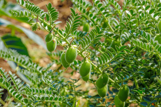 BEAN 'Green Chana Garbanzo'