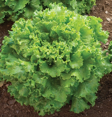 LETTUCE 'Green Star'