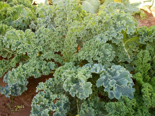 KALE 'Dwarf Siberian'