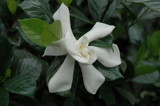 Gardenia jasminoides --August Beauty Gardenia--