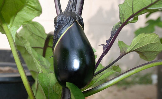 EGGPLANT 'Black Egg'