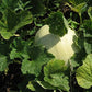 MELON 'Green Flesh Honeydew'