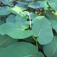 ROOT BEER PLANT --Piper auritum 'Hoja Santa'--