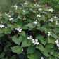 CHAMELEON PLANT --Houttuynia cordata--