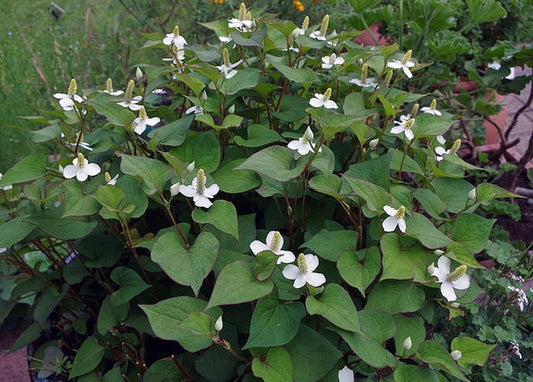 CHAMELEON PLANT --Houttuynia cordata--