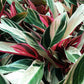 Stromanthe sanguinea 'Triostar' --Tricolor Prayer Plant--