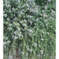 ROSEMARY 'Huntington Carpet' --Rosmarinus officinalis--