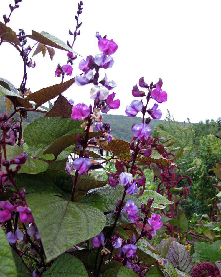 BEAN 'Purple Hyacinth'
