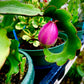 Epiphyllum hookeri var. guatemalensis f. monstrose --Curly Locks Orchid Cactus--