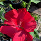 Hibiscus moscheutos --Lord Baltimore Rosemallow--