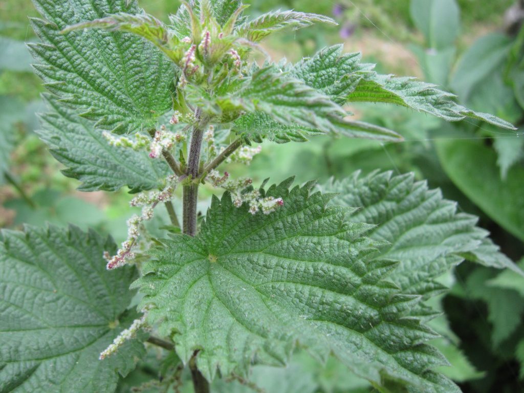 NETTLE 'Stinging' --Urtica dioica-- *CAUTION* GLOVES RECOMMENDED