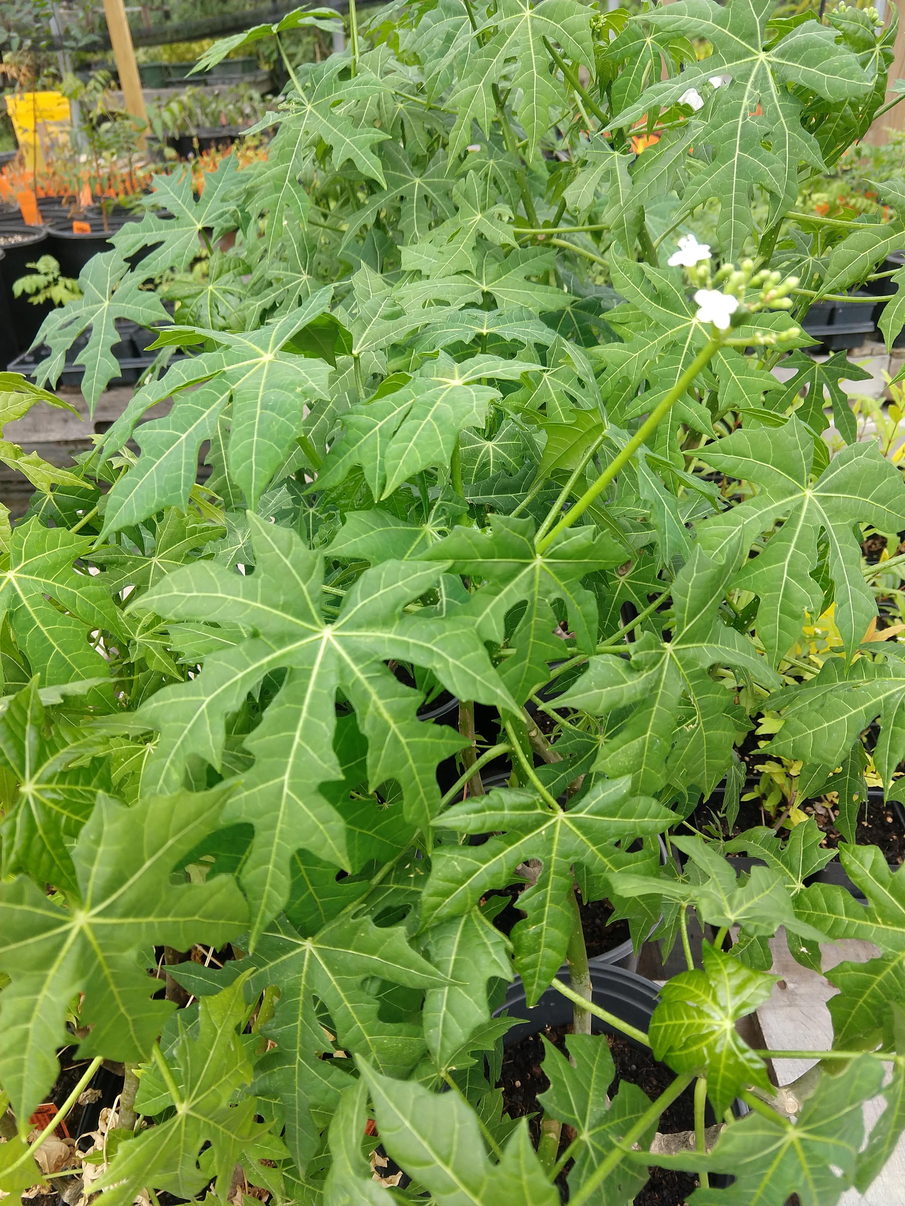 Chiya Tree CHAYA 'Tree Spinach' --Cnidoscolus aconitifolius-- - Texas Nursery ...