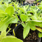 GYNURA 'Spinach' --Gynura procumbens--