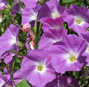 MORNING GLORY 'Wedding Bells'