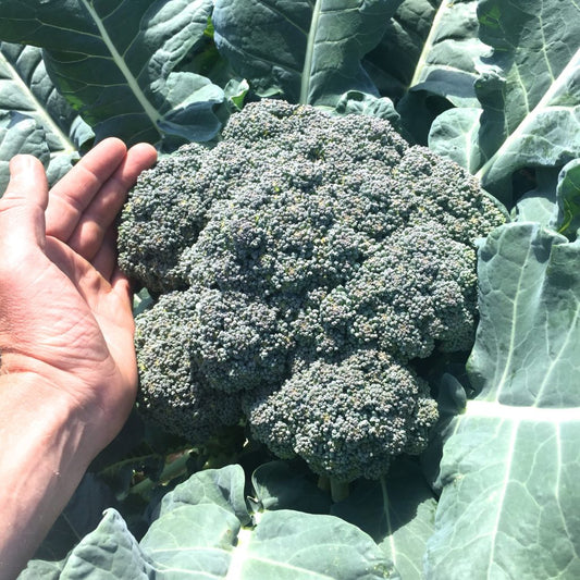 BROCCOLI 'Island Market'